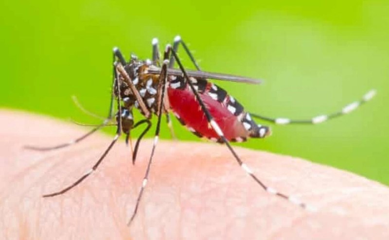 Mơ Thấy Con Muỗi Điềm May Hay Rủi? Đánh Số Nào Tỷ Lệ Thắng Lớn