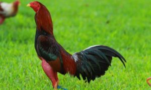 Đá Gà Chọi Cuba